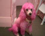 17pinkpoodle